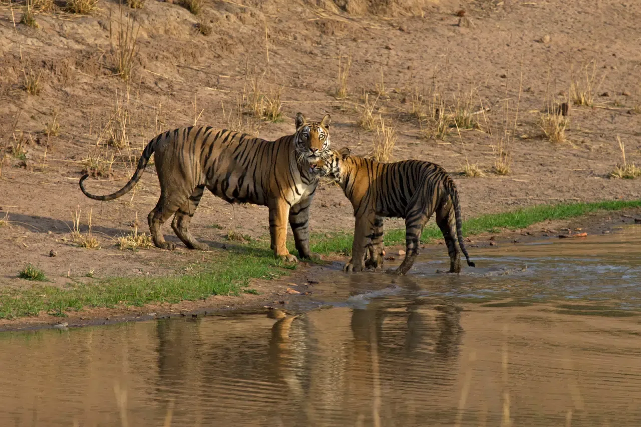 Best Resorts in Bandhavgarh