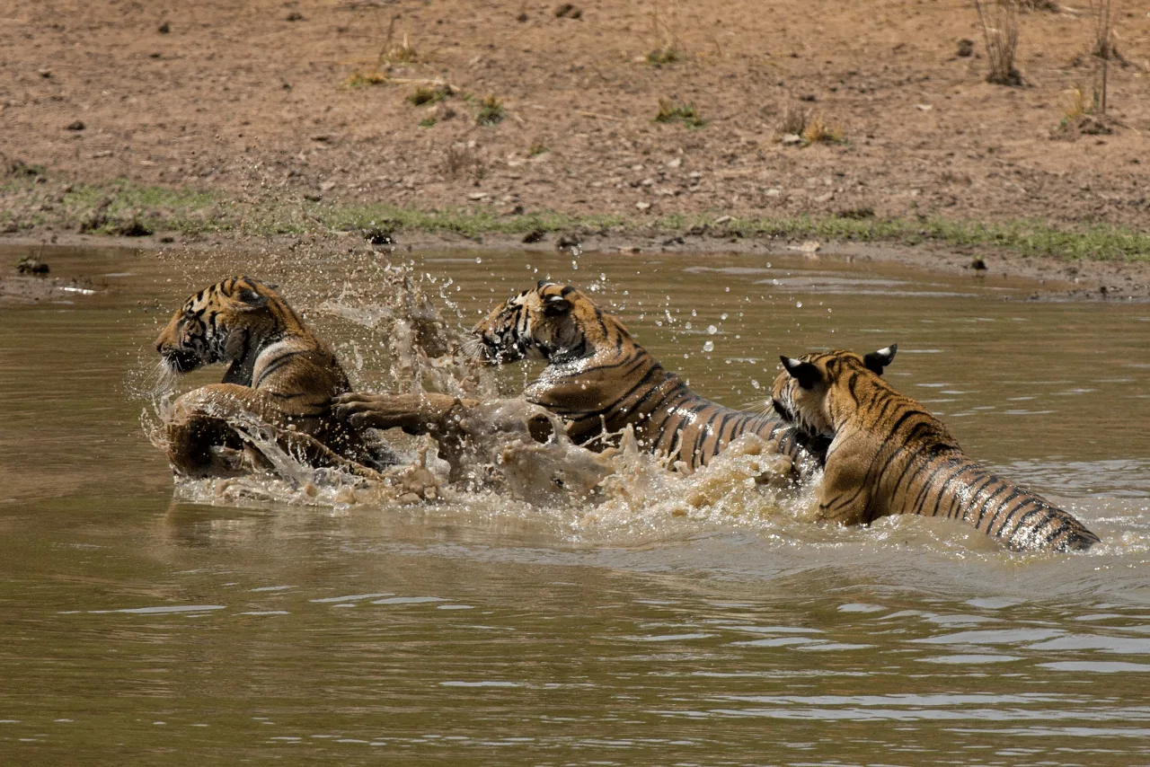 Bandhavgarh Expedition in Bandhavgarh National Park