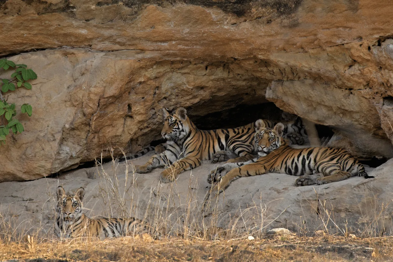 Tour to the Land of Bajrang in Bandhavgarh National Park