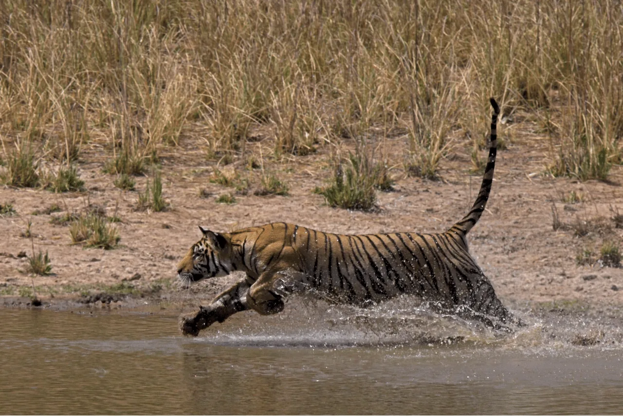 Bandhavgarh Sightseeing Tour Booking