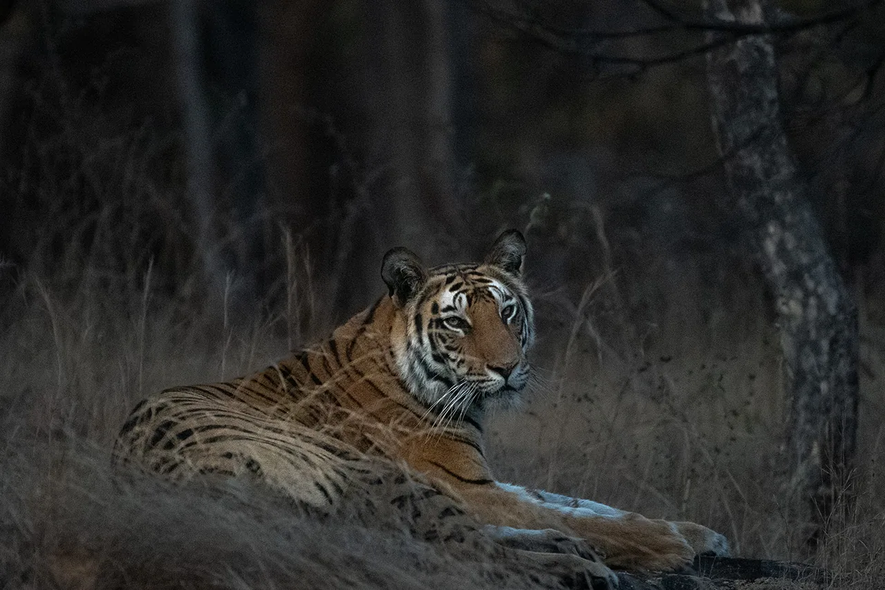 Bandhavgarh tour package