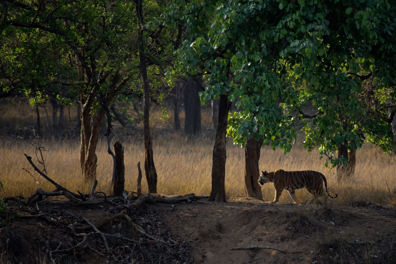 Bandhavgarh Safaris in Bandhavgarh National Park