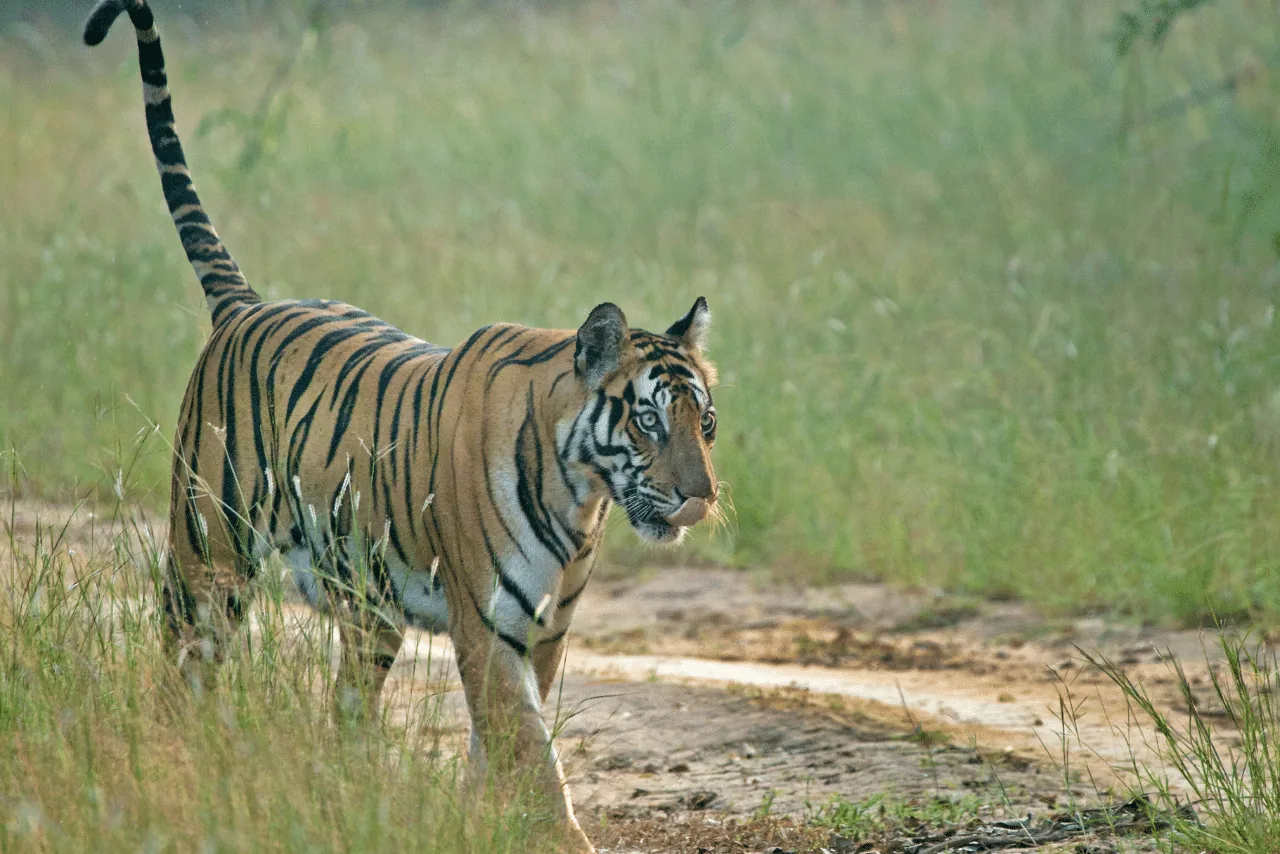 Bandhavgarh Tiger Marathon in Bandhavgarh National Park