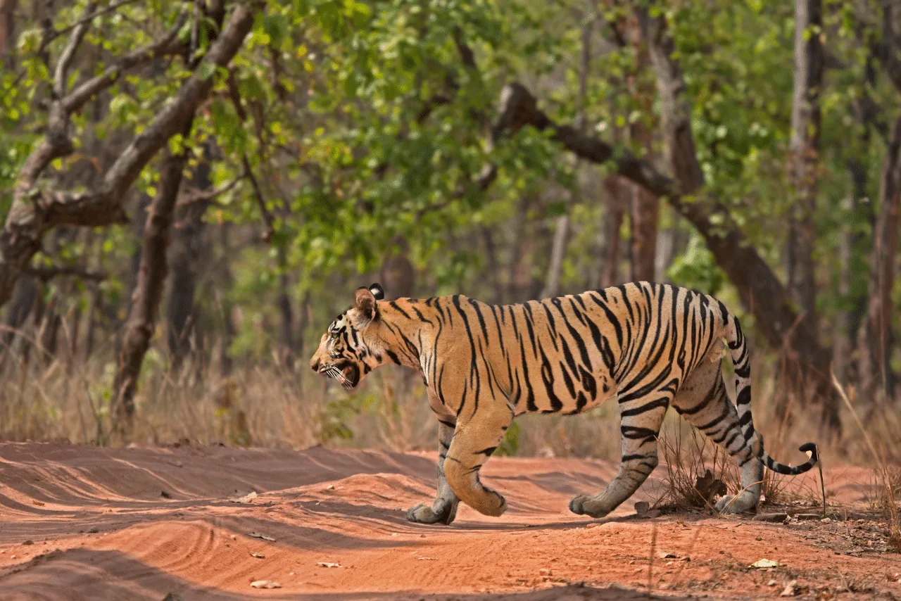 Tiger in the forest near luxury resorts at Bandhavgarh National Park