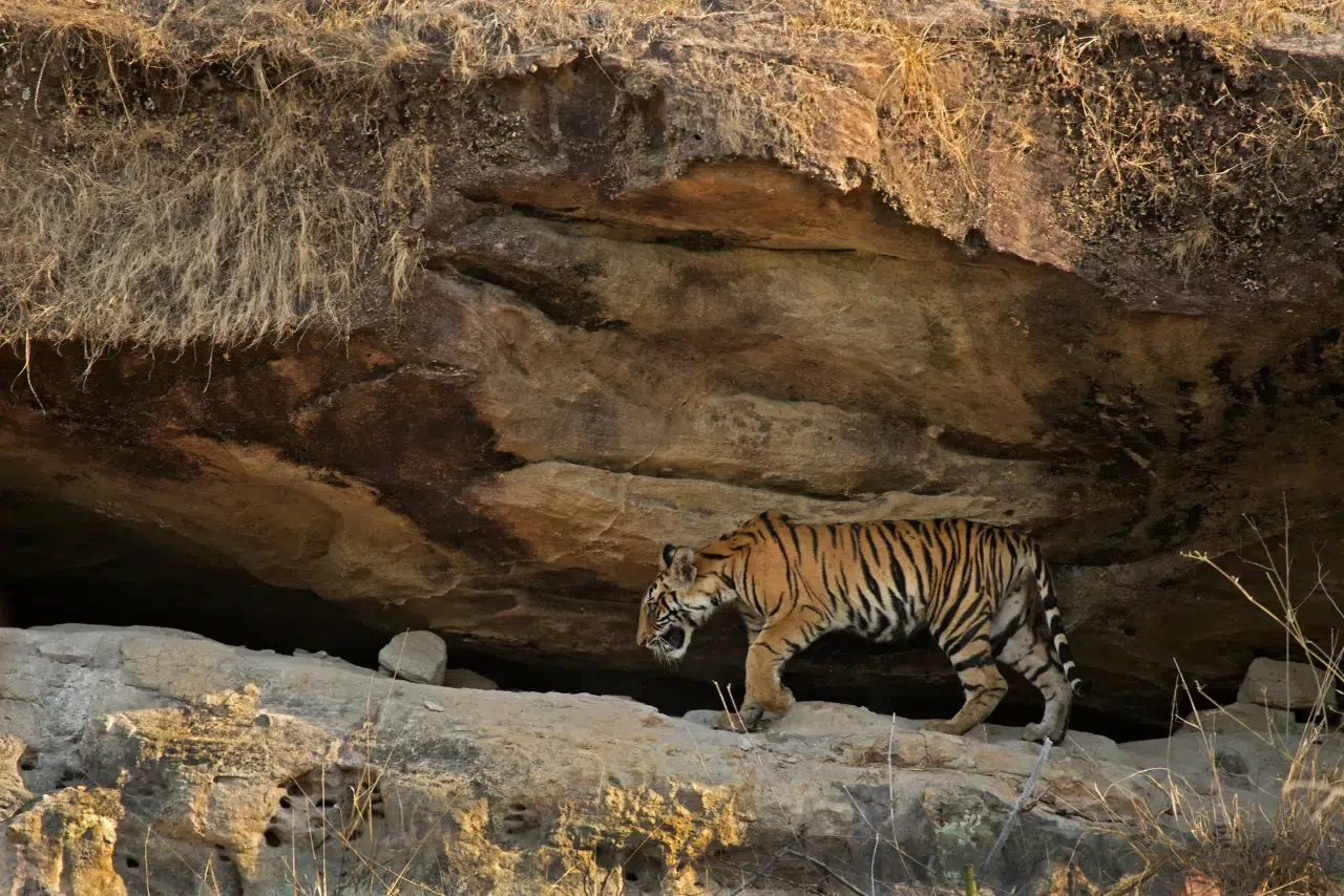 Tiger cub walking under a rock ledge in Bandhavgarh