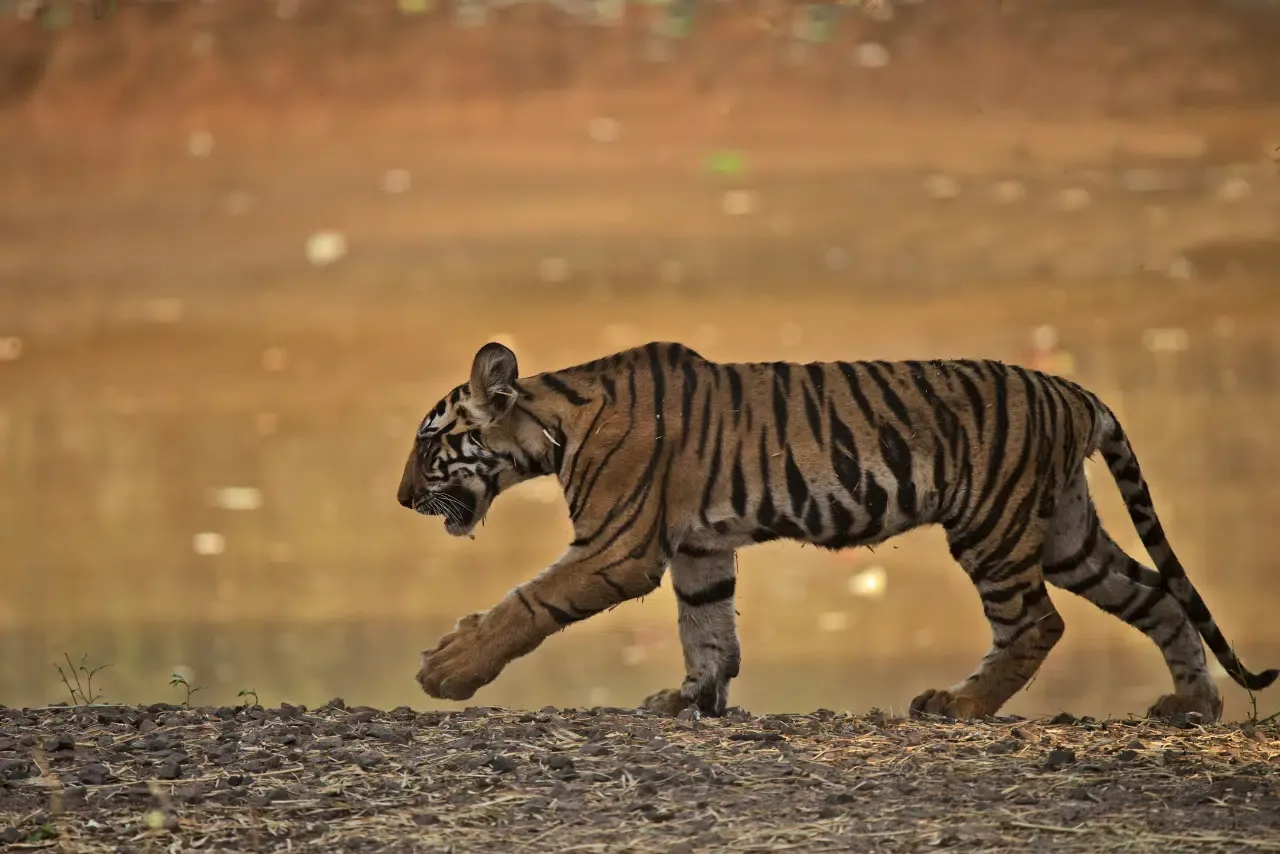 Young tiger walking along a waterhole in golden light, Bandhavgarh