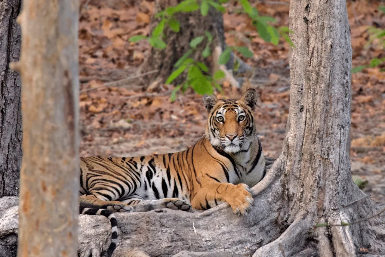 Tiger resting beside a tree trunk in Bandhavgarh National Park