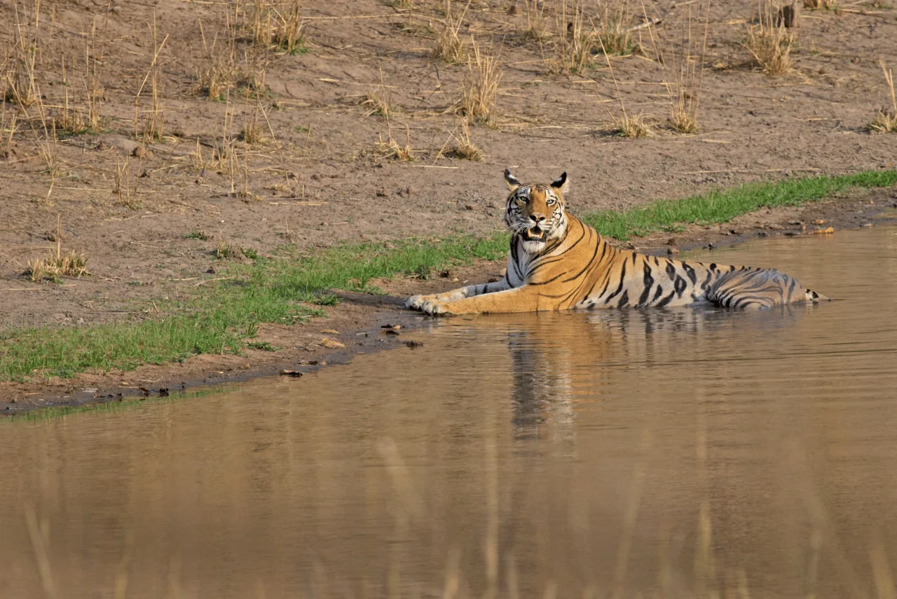 Tiger resting beside a waterhole in Bandhavgarh National Park