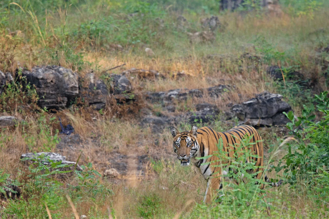Tiger in the forest near premium resorts at Bandhavgarh National Park