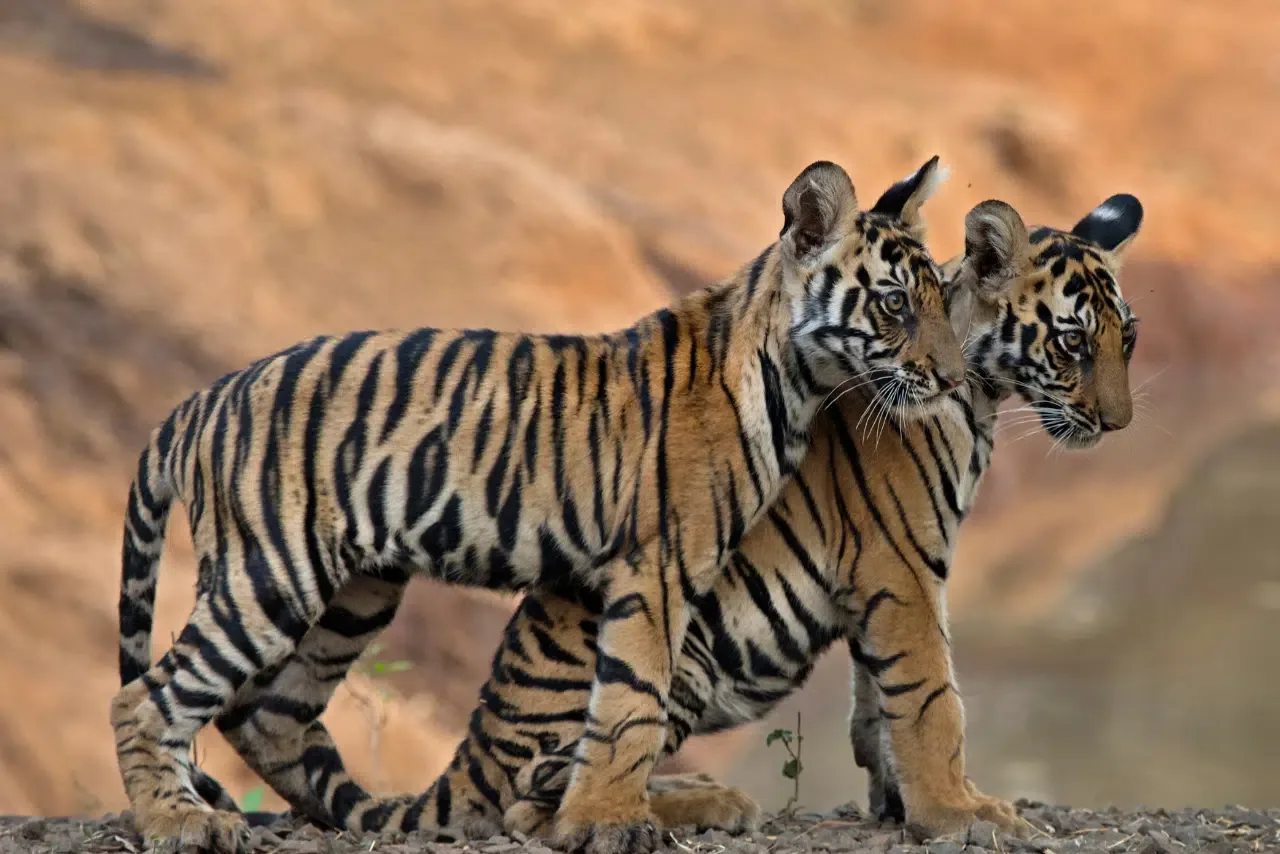 Two tiger cubs walking side by side in Bandhavgarh National Park